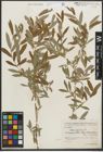 Foto von Salix purpurea subsp. amplexicaulis (Bory) C. K. Schneid.